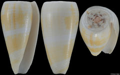 Conus magus (Philippines, 43,0mm) (aberrant)