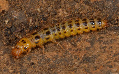 ? larva, Kasi, Vientiane Province, Laos