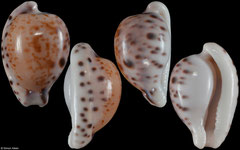 Cypraea algoensis form 'sanfrancisca' (South Africa, 19,8mm)