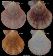 Talochlamys humilis (South Africa)