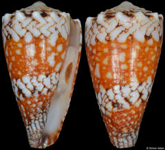 Conus vidua form  'cuyoensis' (Philippines, 35,4mm)