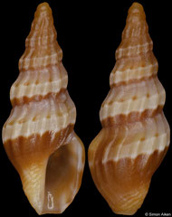 Clavus isibopho (South Africa, 9,8mm) F+/F++ €2.50 (specimens for sale are 9mm and are of the same quality as the specimen illustrated)