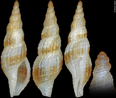 Raphitomidae sp. (Philippines, 8,4mm)