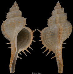 Vokesimurex bobyini (Philippines, 59,7mm)