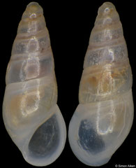 Zebina sp. (South Africa, 3,1mm)