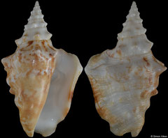 Persististrombus granulatus (Pacific Panama, 47,8mm) F+++ €7.50 (specimens for sale are 46-48mm and are of the same quality as the specimen illustrated)