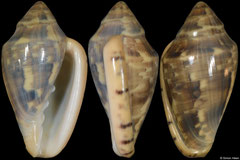 Marginella abyssinebulosa (South Africa, 38,7mm)
