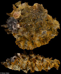 Hyotissa hyotis (Philippines, 116,8mm)