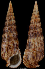 Rhinoclavis alexandri (South Africa, 39,8mm)