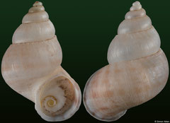 Clydonopoma poloense (Dominican Republic, 24,7mm, 24,5mm) F+++ €42.00 (specimens for sale are 23-25mm and are of the same quality as the specimens illustrated)