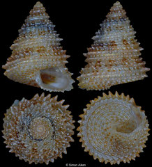 Calliostoma rubropunctatum (Philippines, 6,2mm)