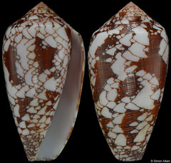 Conus corbieri (Madagascar, 50,2mm)