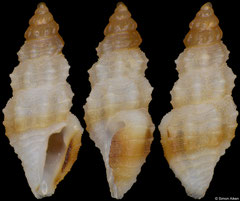 Pseudorhaphitoma epistomifera (South Africa, 3,4mm) F+++ €12.00