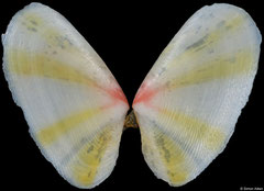 Tellinidae sp. (Philippines, 6,1mm) F+/F++ €2.50