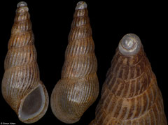 Zebinella sp. nov. (South Africa, 4,2mm)