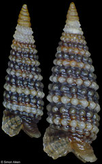 Aclophora xystica (Philippines, 3,7mm, 4,6mm)
