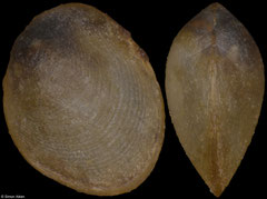 Adacnarca velaini (South Africa, 2,8mm)