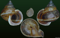 Boucardicus albocinctus cf (Madagascar, 9,1mm)