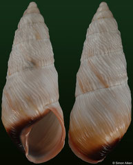 Pseudachatina downesii (Cameroon, 87,5mm)