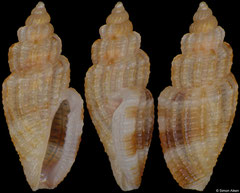 Gingicithara notabilis (Philippines, 3,9mm) F+++ €3.00 (specimens for sale are 3.6-4.1mm and are of the same quality as the specimen illustrated)