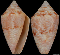 Conus pusio (Brazil, 14,2mm)