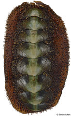 Plaxiphora obtecta (New Zealand, 45,5mm)