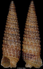 Coriophora aff. cnodax (Philippines, 3,3mm) F+++ €4.00 (specimens for sale are 3.3-3.8mm and are of the same quality as the specimen illustrated)