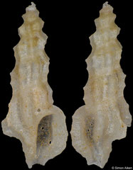 Pseudorhaphitoma aff. jeantardyi (Philippines, 5,7mm)