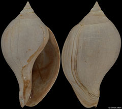 Sycostoma bulbiforme (France, 53,1mm) Lutetian fossil