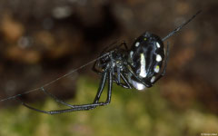 Long-jawed orbweaver (Leucauge sp.), Samal Island, Philippines