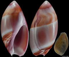 Amalda decipiens (South Africa, 27,8mm)