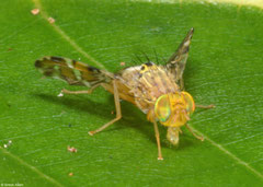 Fruit fly (Tephritidae sp.), Bokor Mountain, Cambodia