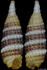 Synthopsis bicincta (Philippines, 2,8mm)
