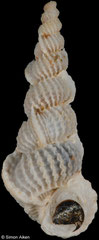Cirsotrema bonum (New Zealand, 18,3mm)
