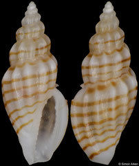 Eucithara eumerista (Philippines, 6,7mm)