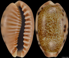 Erronea caurica form 'chrismeyeri' (Thailand, 26,8mm) F+++ €5.50 (specimens for sale are 26-31mm and are of the same quality as the specimen illustrated)