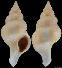 Fusolatirus luteus (New Caledonia, 36,3mm)