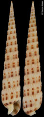 Terebra waikikiensis (Philippines, 52,6mm)