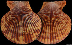 Mimachlamys sanguinea (Philippines, 56,0mm)