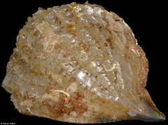 Pinna cellophana (Philippines, 106,1mm)