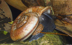 Rhiostoma morleti (3km WSW of Lakxao, Bolikhamsai Province, Laos)