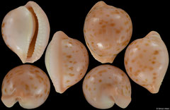 Cypraea volvens (South Africa, 22,4mm)