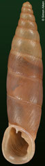 Isabellaria thermopylarum (Greece, 21,9mm) F+++ €4.00 (specimens for sale are 20-21mm and are of the same quality as the specimen illustrated)