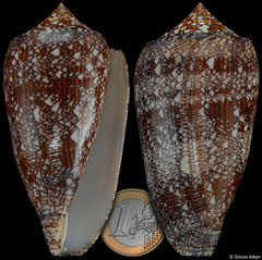 Conus archiepiscopus (Tanzania, 88,1mm)