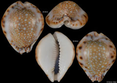 Cypraea lamarckii form 'redimita' (Thailand, 25,8mm, 24,4mm) F+++ €7.00 (specimens for sale are 24-25mm and are of the same quality as the specimens illustrated)