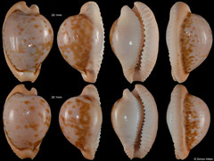 Cypraea connelli (South Africa, 28,1mm, 25,8mm)