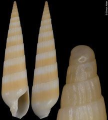 Hastula alboflava (Philippines, 21,7mm)