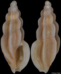 Pseudorhaphitoma obturata (South Africa, 5,8mm) F+++ €13.00