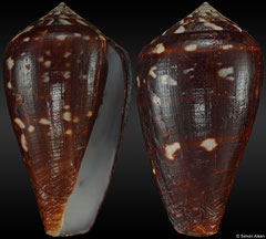 Conus franciscanus (dark form) (Senegal, 45,7mm) F+ €24.00
