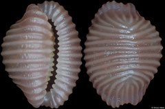 Pseudopusula aff. iota (Galápagos Islands, 3,5mm)